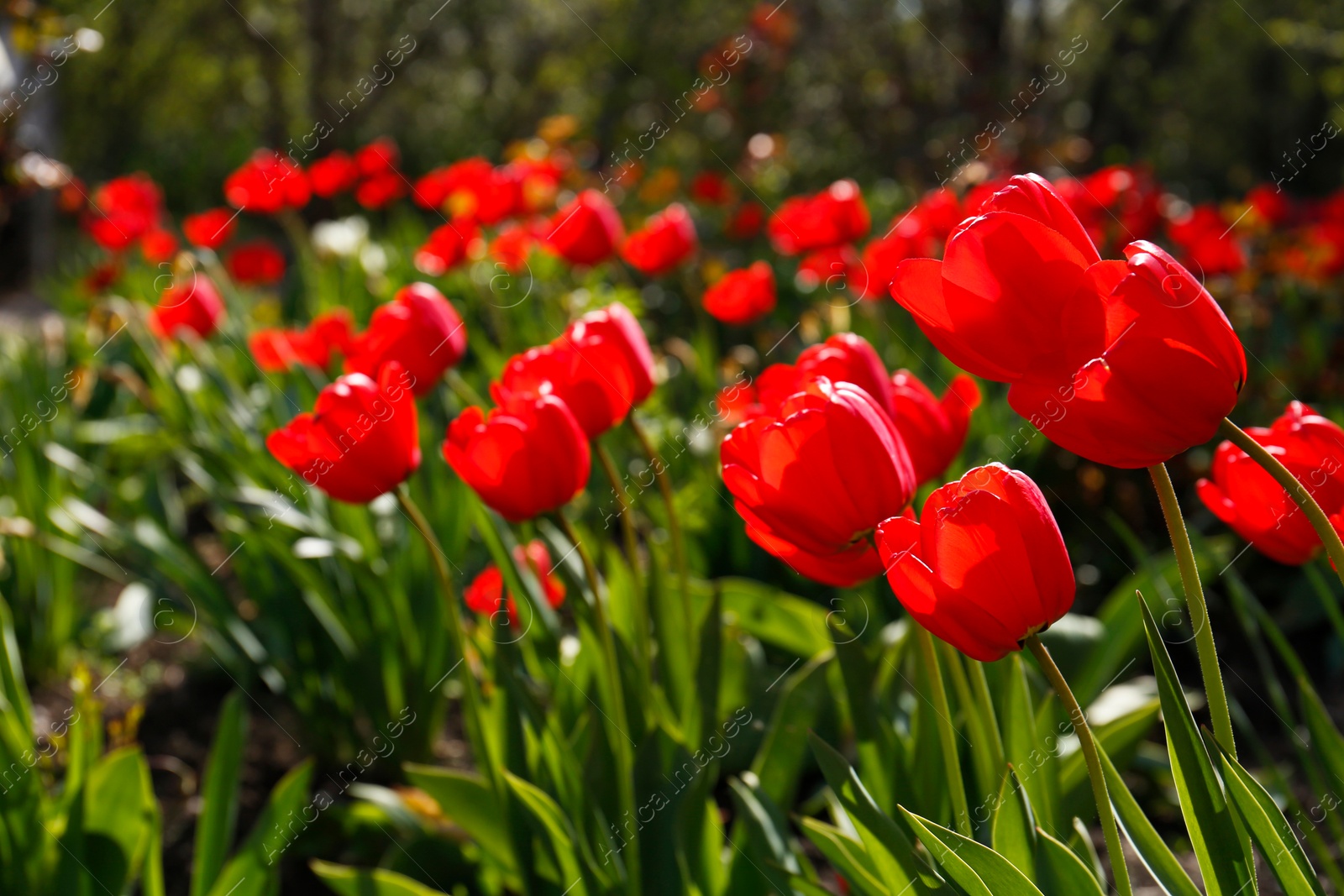 Photo of Beautiful bright red tulips outdoors on sunny day, closeup