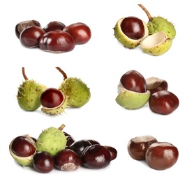 Image of Set of brown horse chestnuts isolated on white