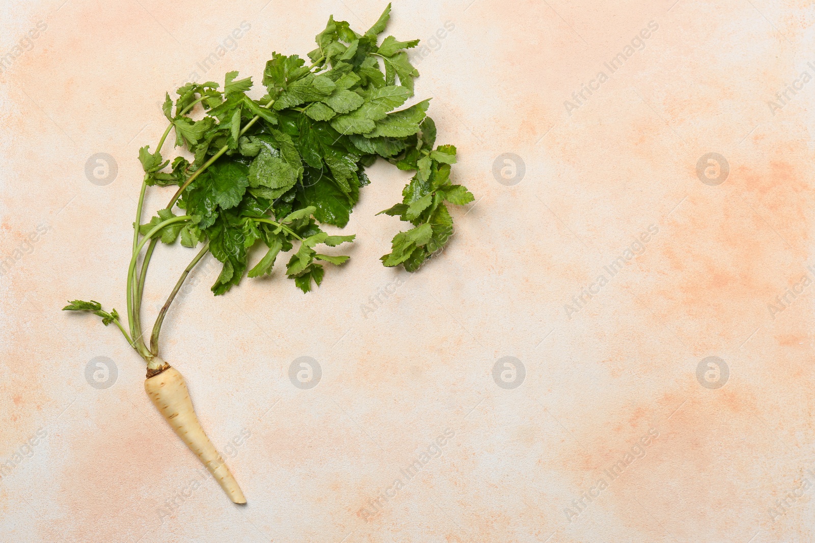 Photo of Fresh ripe parsnip on color textured background. Space for text