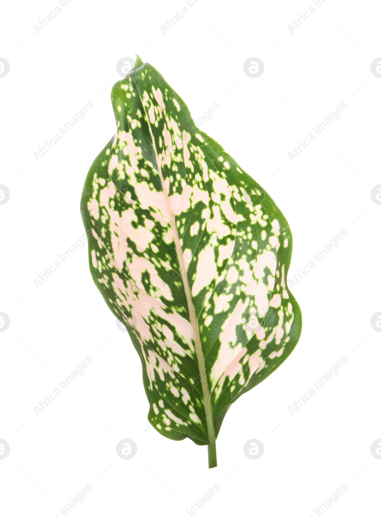 Photo of Aglaonema leaf isolated on white. Beautiful tropical plant