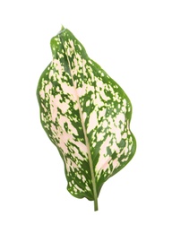 Aglaonema leaf isolated on white. Beautiful tropical plant