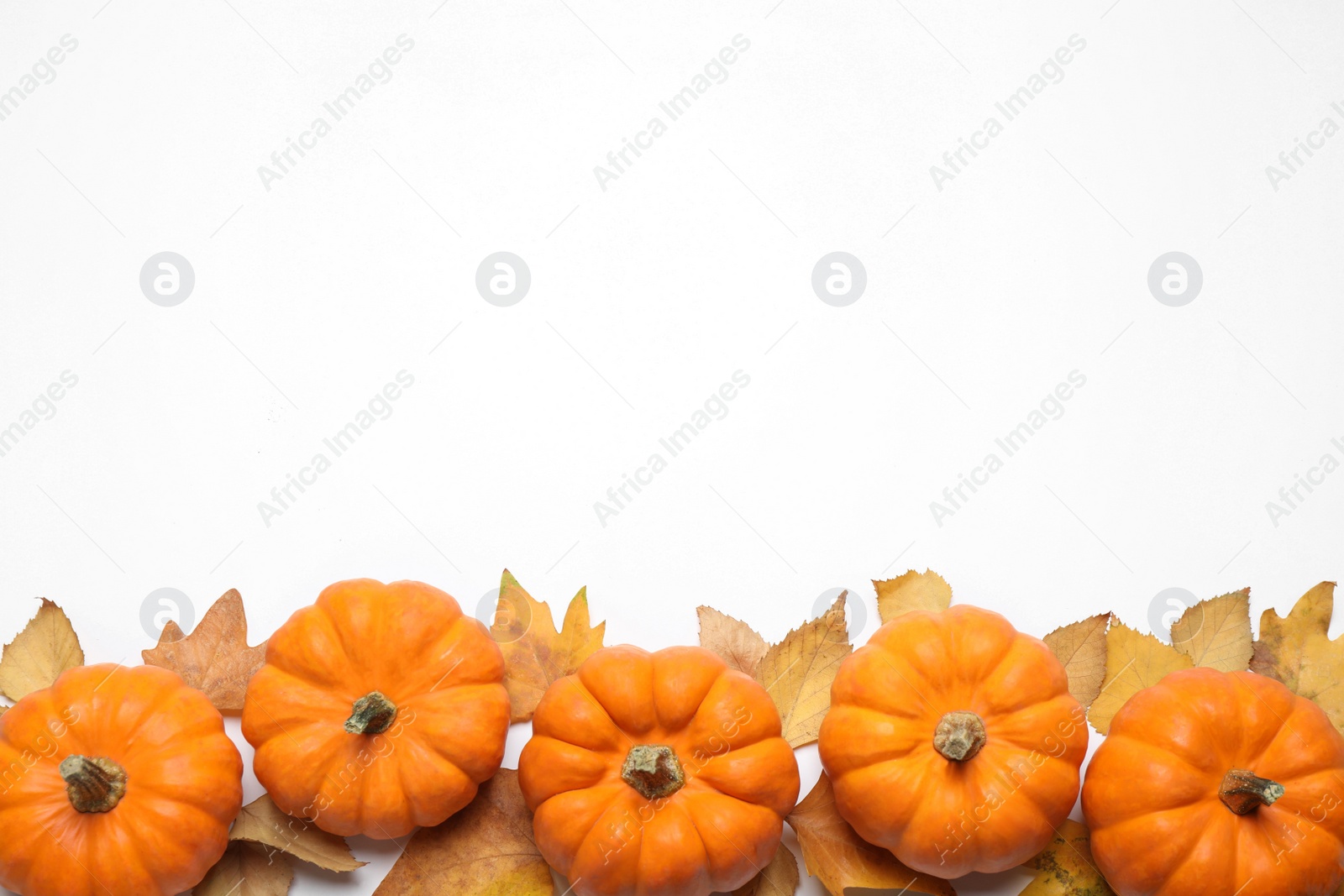 Photo of Composition with pumpkins and autumn leaves on white background, top view