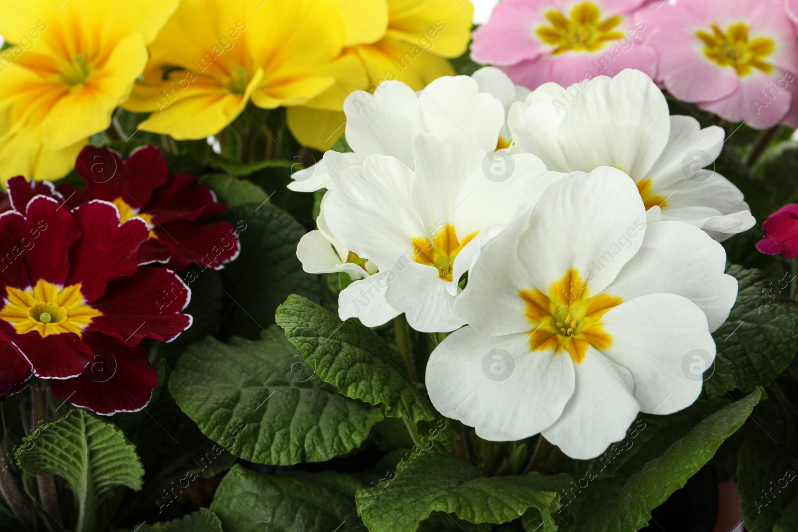 Photo of Beautiful primula (primrose) plants with colorful flowers as background, closeup. Spring blossom