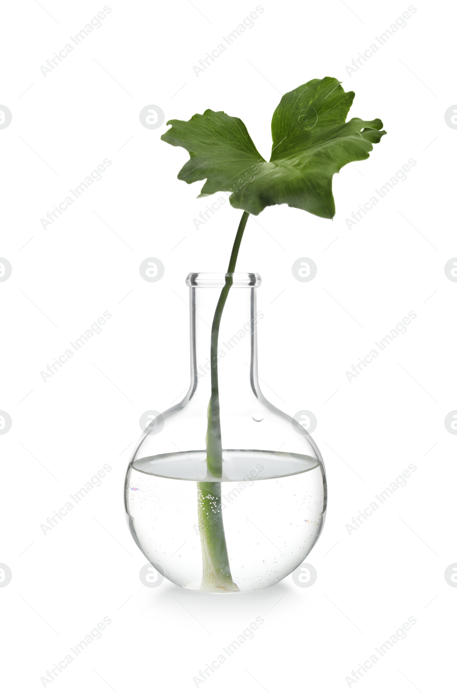 Photo of Flask with exotic plant isolated on white. Organic chemistry