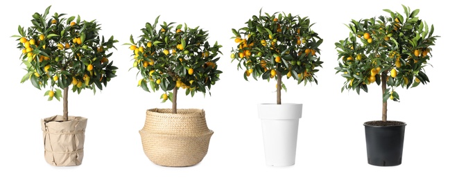 Image of Set of kumquat trees with fruits in flowerpots on white background. Banner design