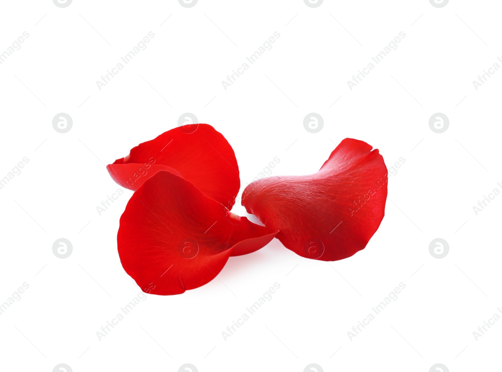 Photo of Fresh red rose petals on white background