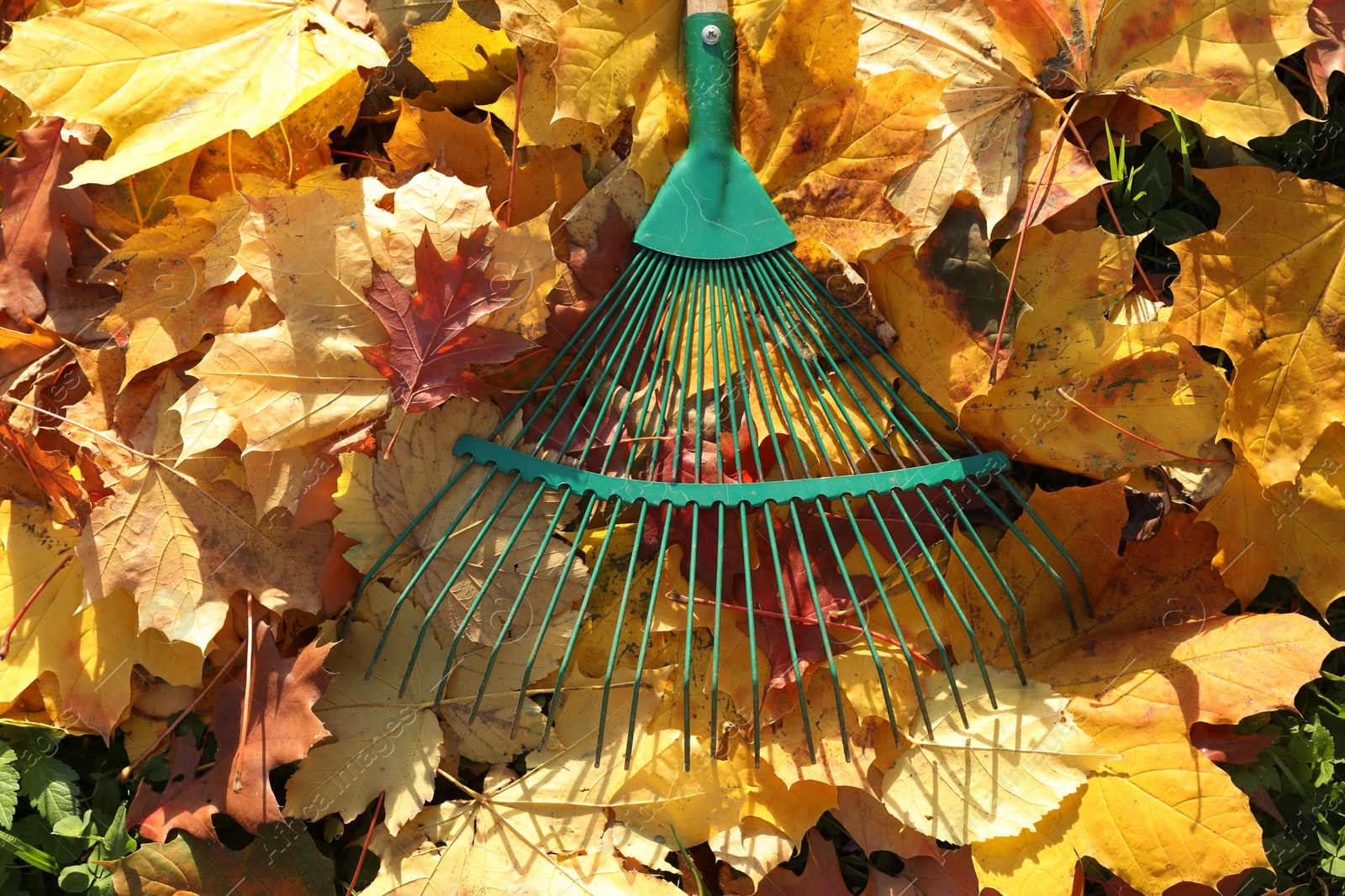 Photo of Rake and fall leaves on grass outdoors, top view