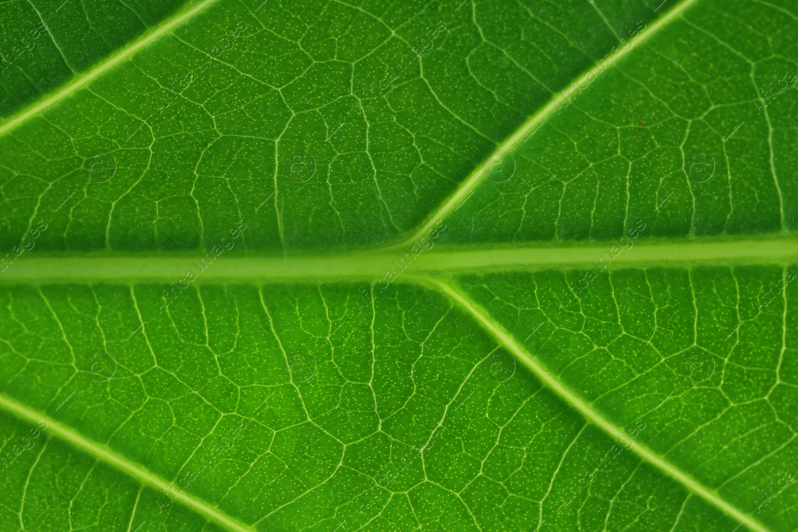 Photo of Macro photo of green leaf as background, top view