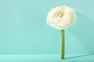 Photo of Beautiful white ranunculus flower on turquoise background, space for text