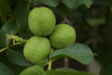 Photo of Green unripe walnuts on tree branch, closeup