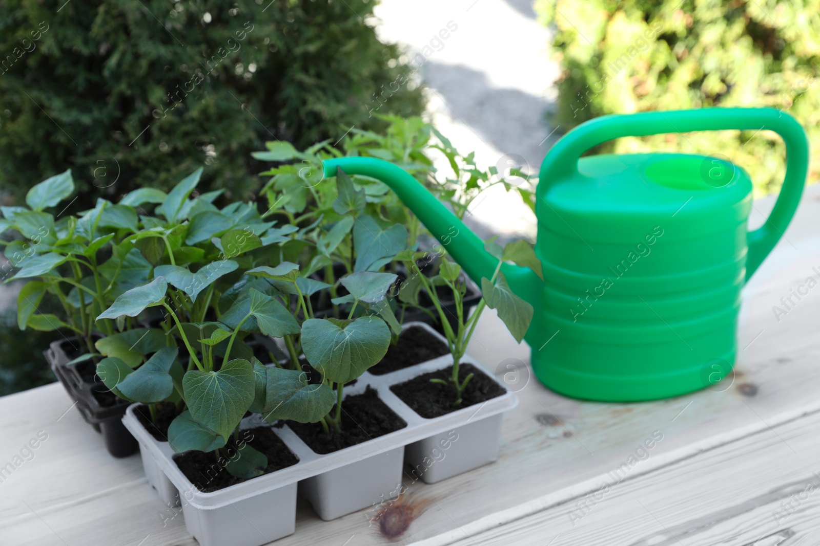 Photo of Seedlings growing in plastic containers with soil and watering can on wooden table outdoors
