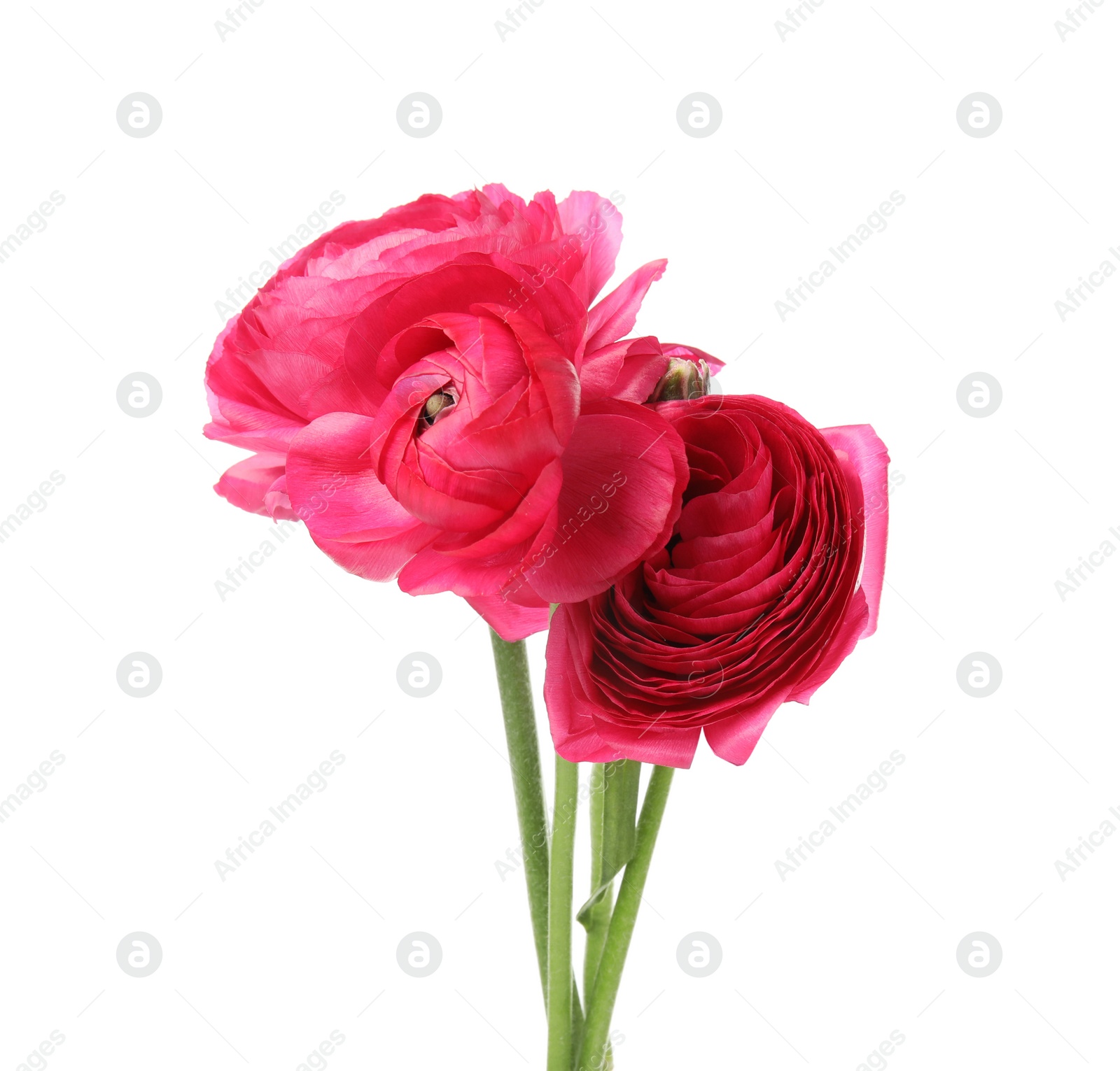 Photo of Beautiful spring ranunculus flowers isolated on white