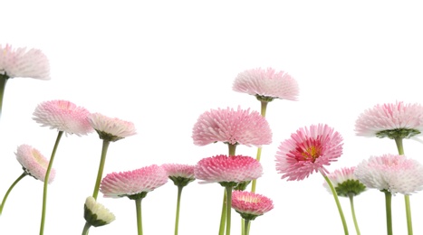 Photo of Beautiful blooming daisies against white background. Spring flowers