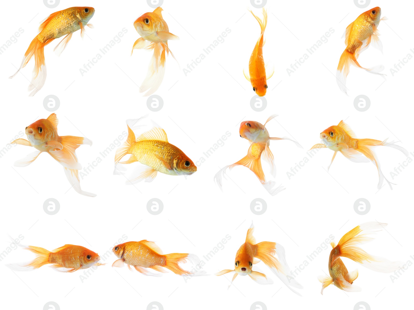 Image of Beautiful bright small goldfish on white background, collage 