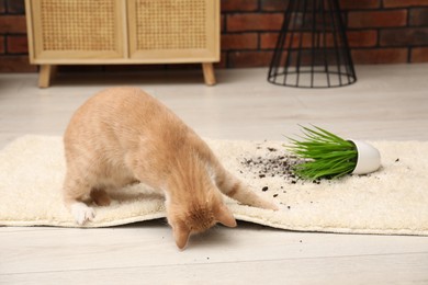 Cute ginger cat near overturned houseplant on carpet at home