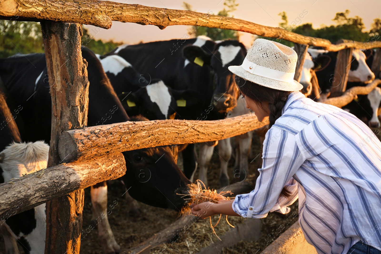 Photo of Young woman feeding cows with hay on farm. Animal husbandry