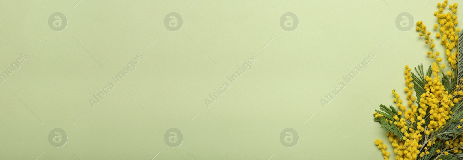 Photo of Beautiful mimosa flowers on green background, flat lay. Space for text