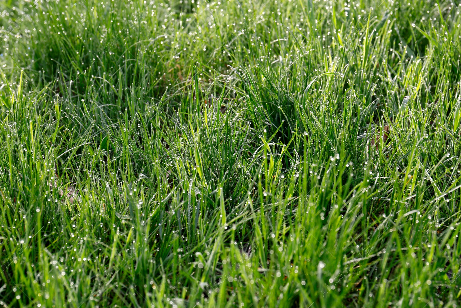 Photo of Beautiful bright green grass covered with morning dew