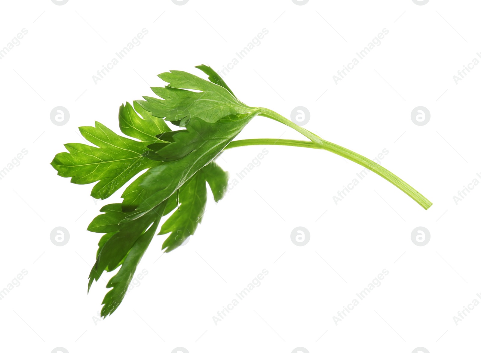 Photo of Fresh green organic parsley on white background