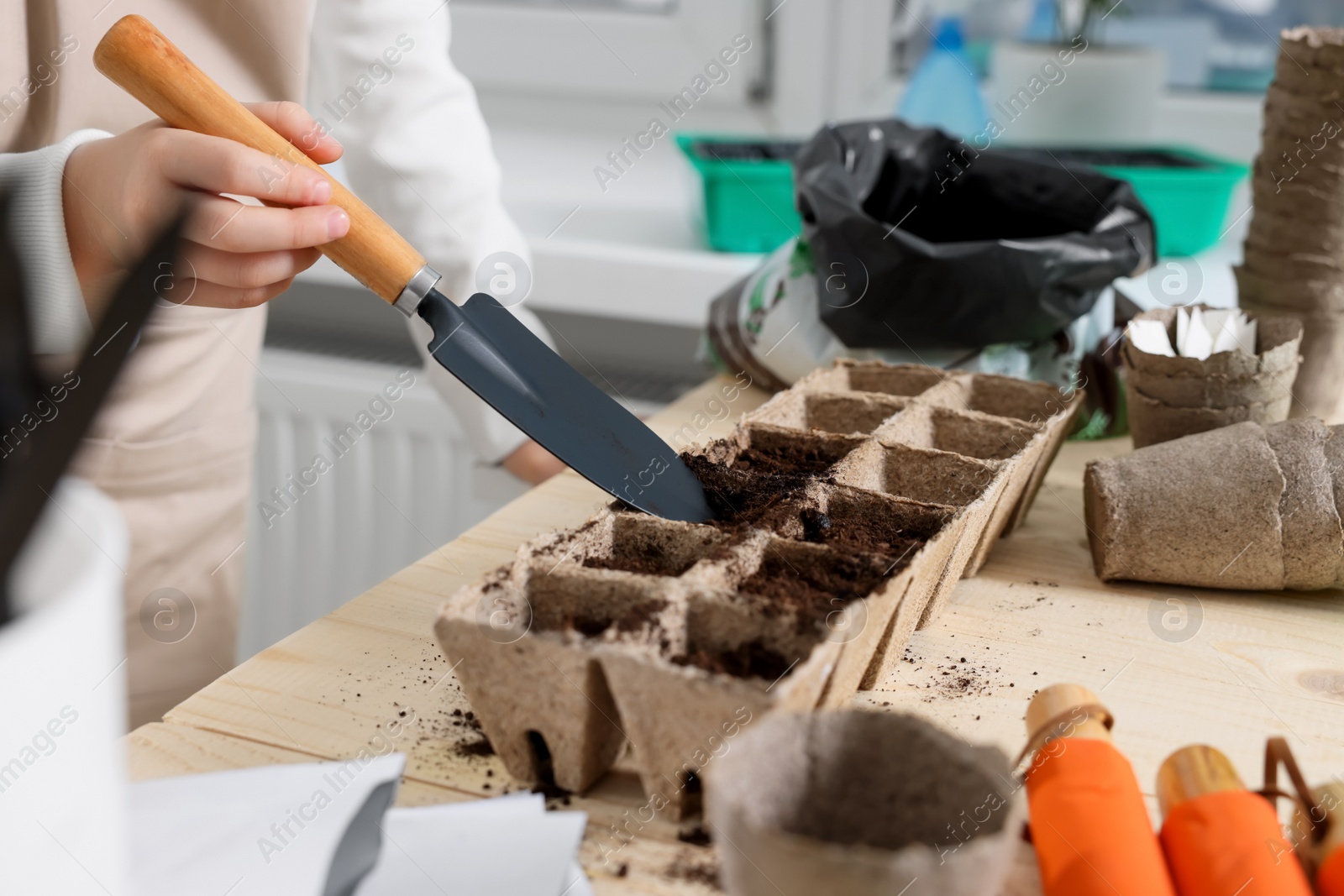 Photo of Little girl adding soil into peat pots at wooden table indoors, closeup. Growing vegetable seeds