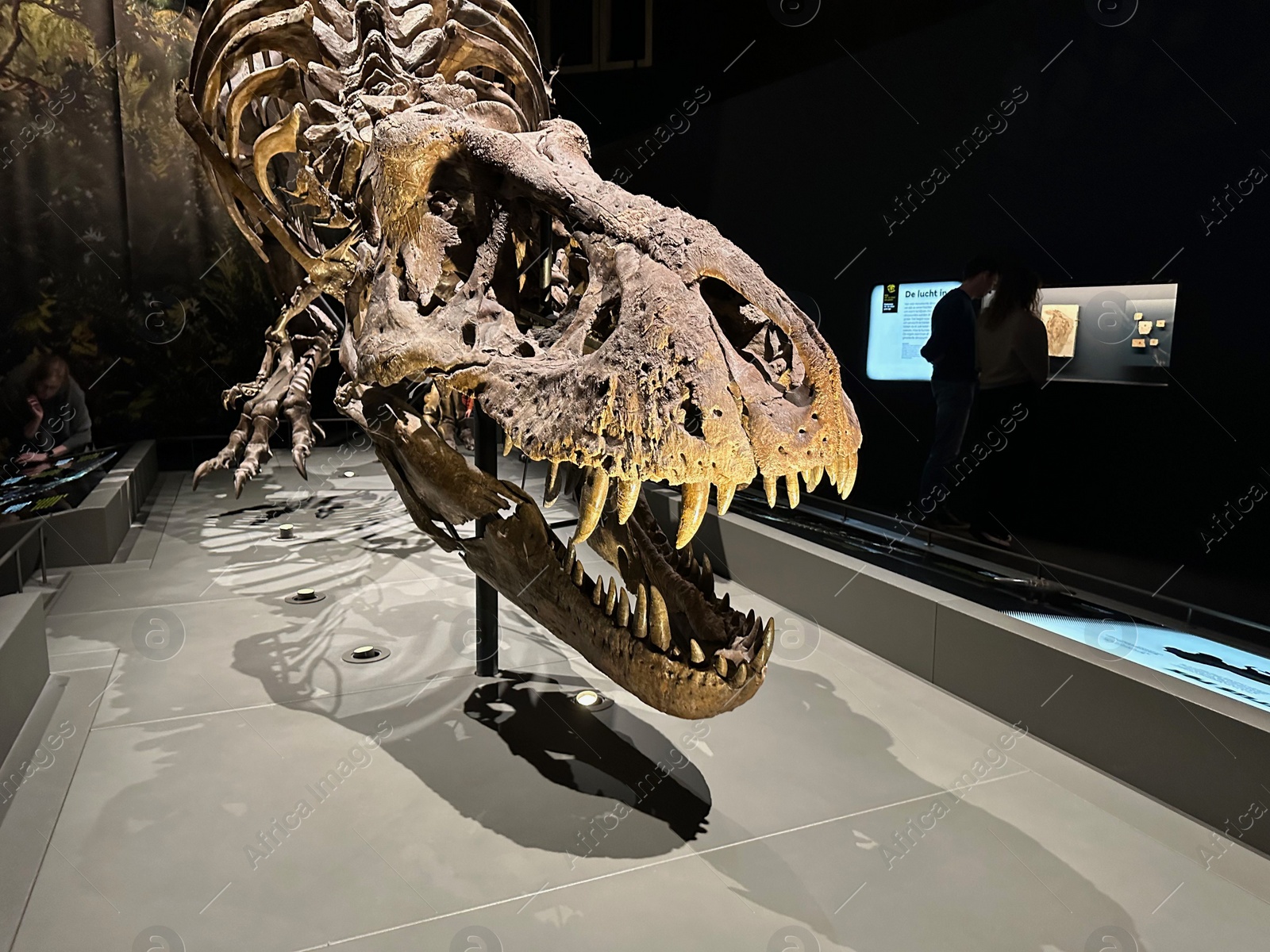 Photo of Leiden, Netherlands - November 19, 2022: Life size skeleton of Tyrannosaur in museum