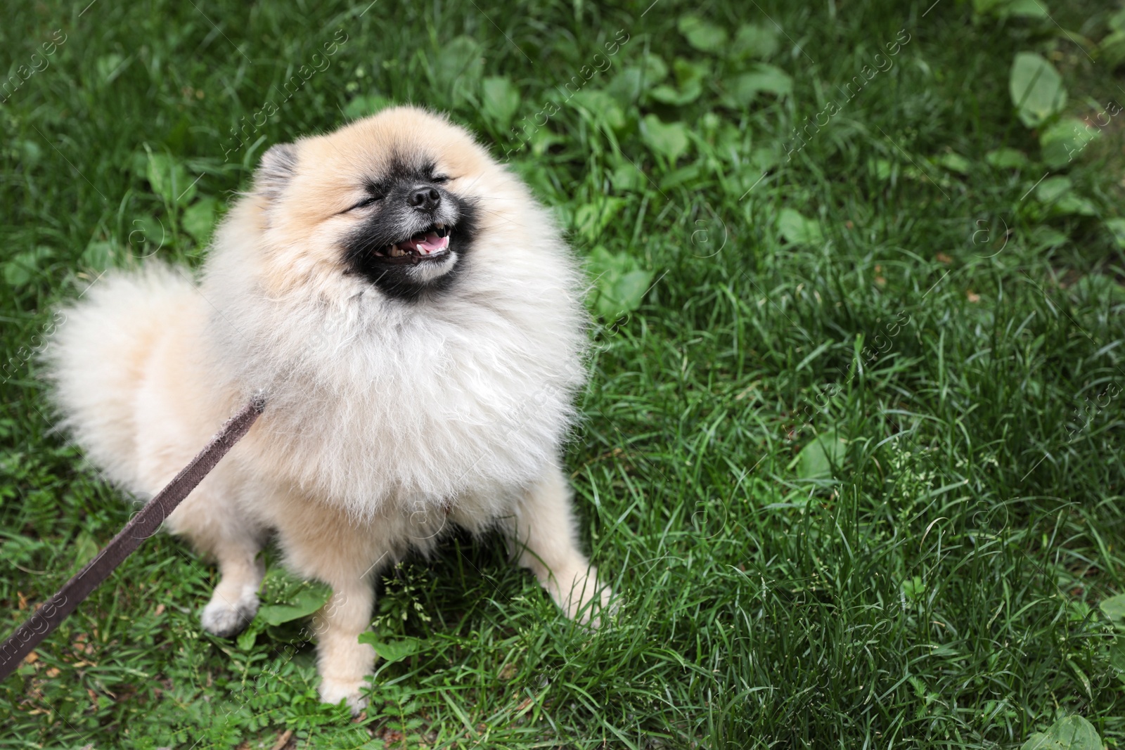 Photo of Adorable Pomeranian spitz dog on green grass outdoors. Space for text