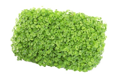 Fresh organic microgreen on white background, top view