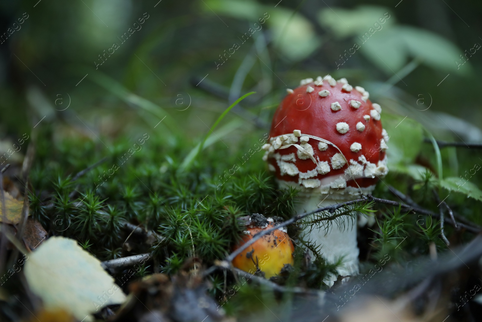 Photo of Fresh wild mushroom growing in forest, closeup. Space for text