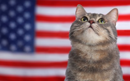 Image of Cute cat against national flag of United States of America