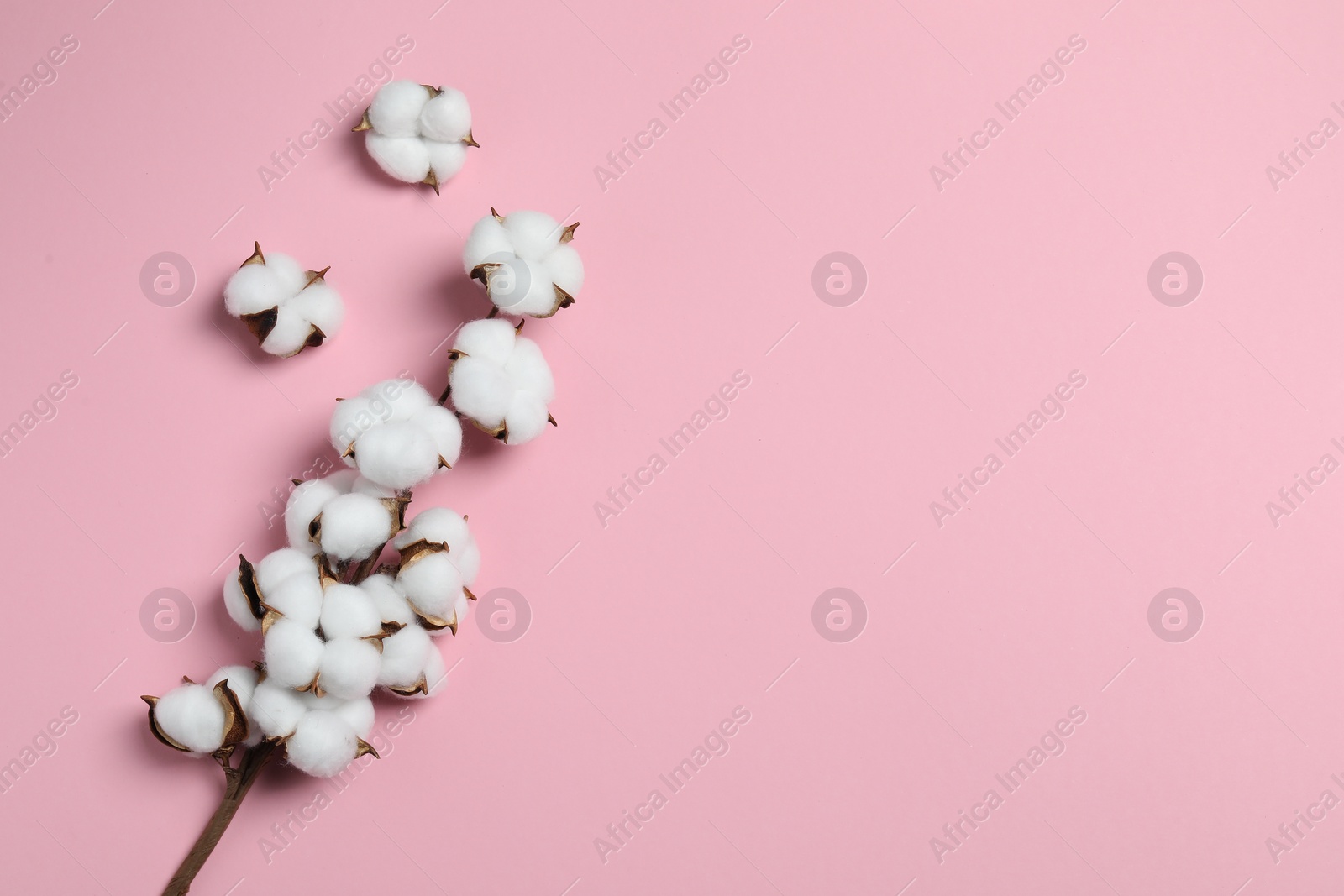 Photo of Branch with cotton flowers on pink background, top view. Space for text