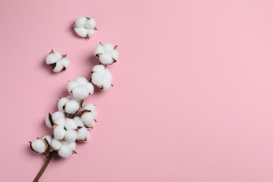 Branch with cotton flowers on pink background, top view. Space for text