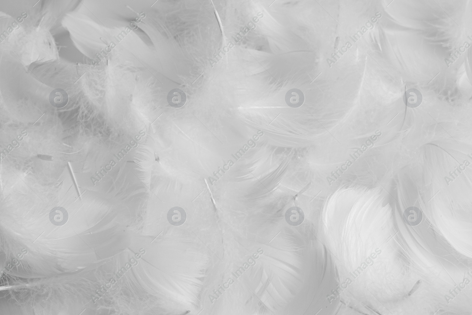 Photo of Beautiful fluffy bird feathers on white background, flat lay