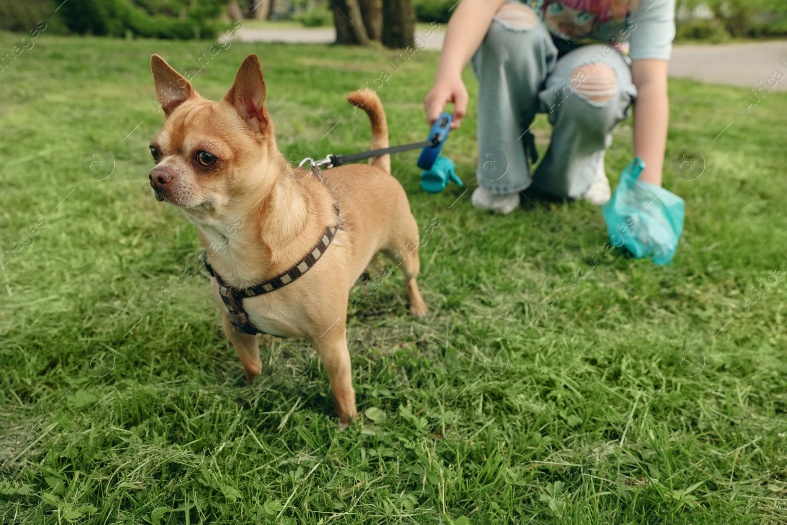 Photo of Woman picking up her dog's poop from green grass in park, closeup