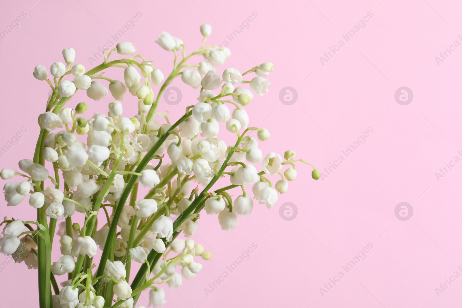 Photo of Beautiful lily of the valley flowers on pink background, closeup. Space for text