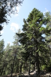 Photo of Beautiful conifer trees growing in mountain forest