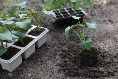 Photo of Young green seedlings growing in soil and containers outdoors