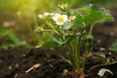 Photo of Beautiful blooming strawberry plant with water drops growing in soil, closeup