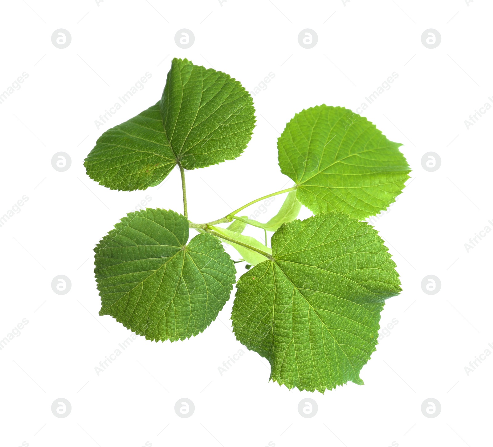 Photo of Branch of linden tree with young fresh green leaves isolated on white. Spring season