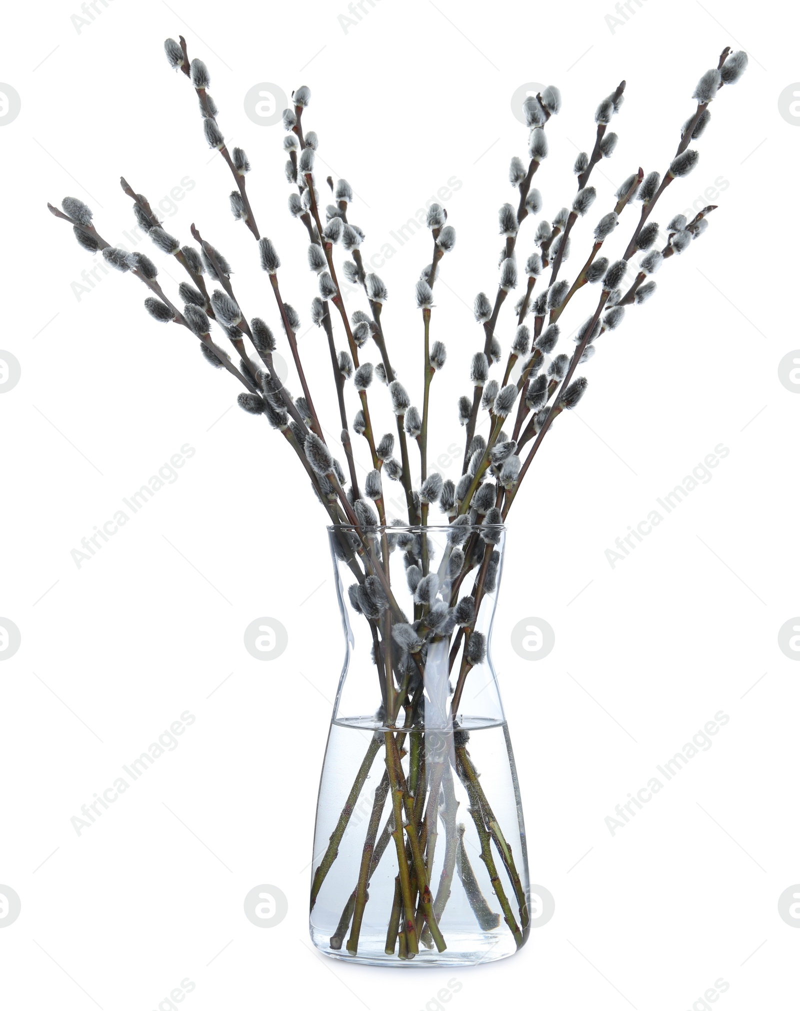 Photo of Beautiful blooming pussy willow branches in vase on white background