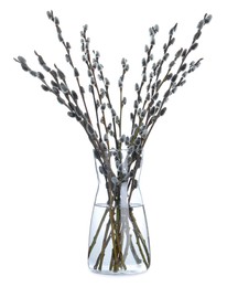 Photo of Beautiful blooming pussy willow branches in vase on white background