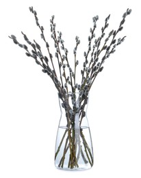 Beautiful blooming pussy willow branches in vase on white background