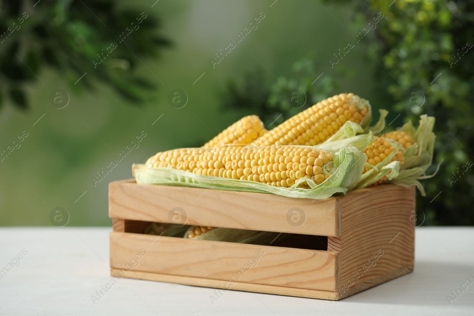 Photo of Ripe raw corn cobs in wooden crate on white table against blurred background