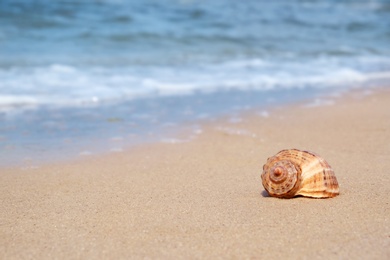 Photo of Shell on sand at sea shore. Summertime