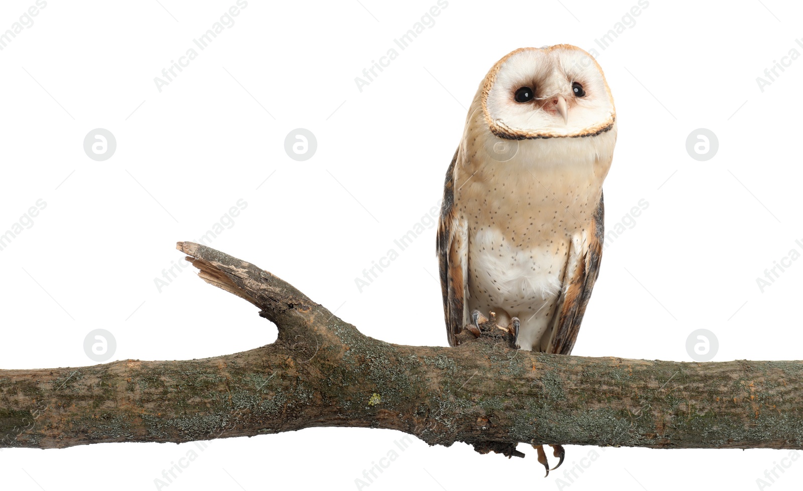 Photo of Beautiful common barn owl on twig against white background