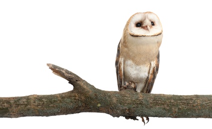 Photo of Beautiful common barn owl on twig against white background