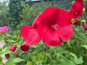 Photo of Beautiful blooming red hibiscus flowers in greenhouse, closeup