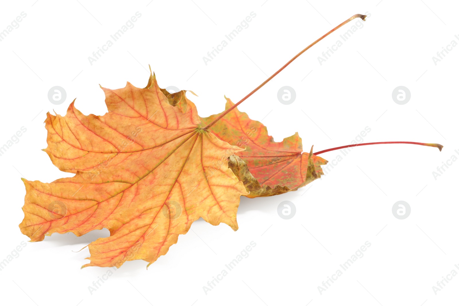 Photo of Autumn season. Dry maple leaves isolated on white