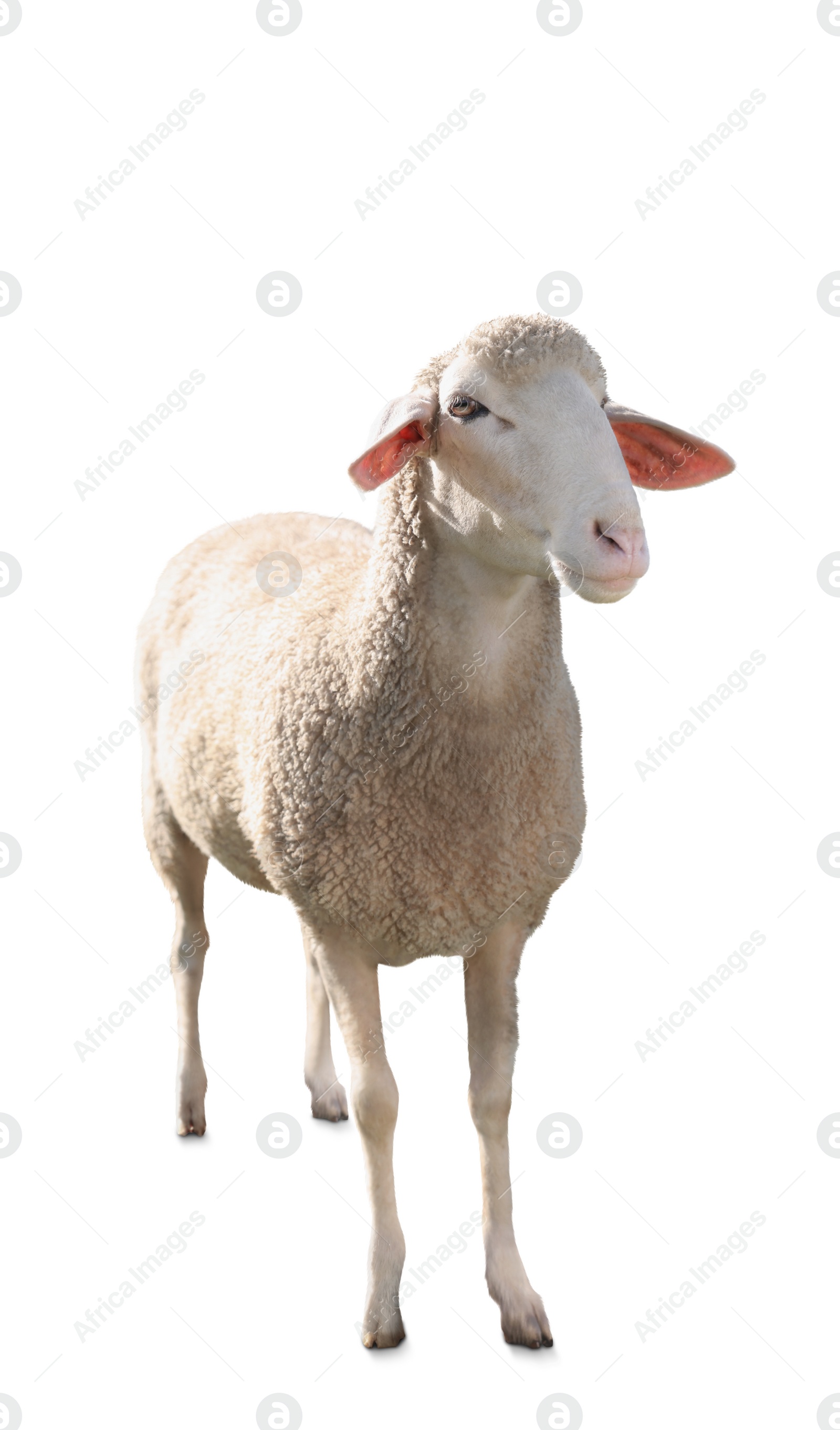 Image of Cute sheep isolated on white. Farm animal