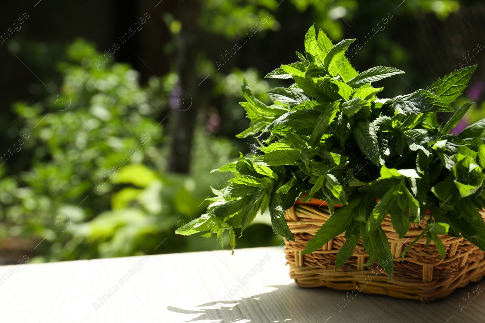 Photo of Beautiful green mint in wicker basket on white wooden table outdoors, space for text