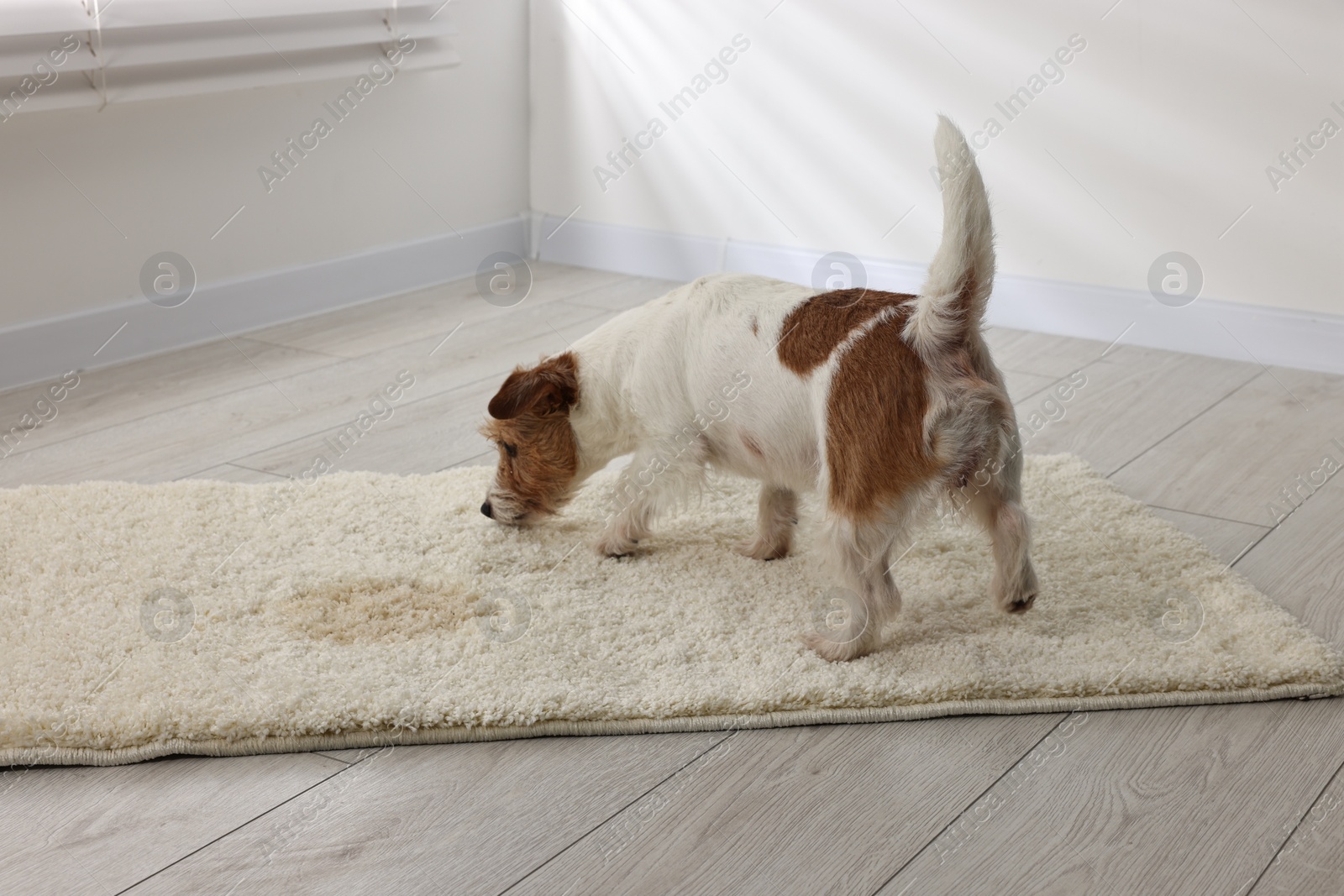 Photo of Cute dog near wet spot on rug indoors